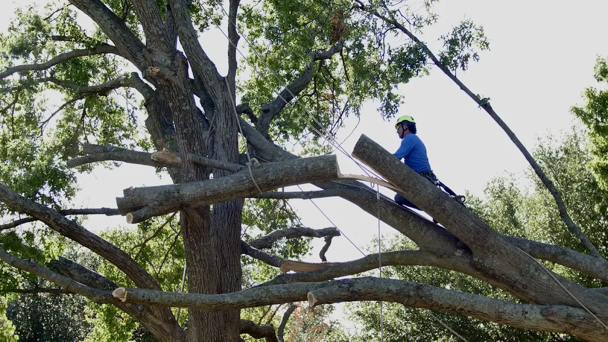 Professional Hazardous Tree Removal performed by certified arborists in Simpsonville