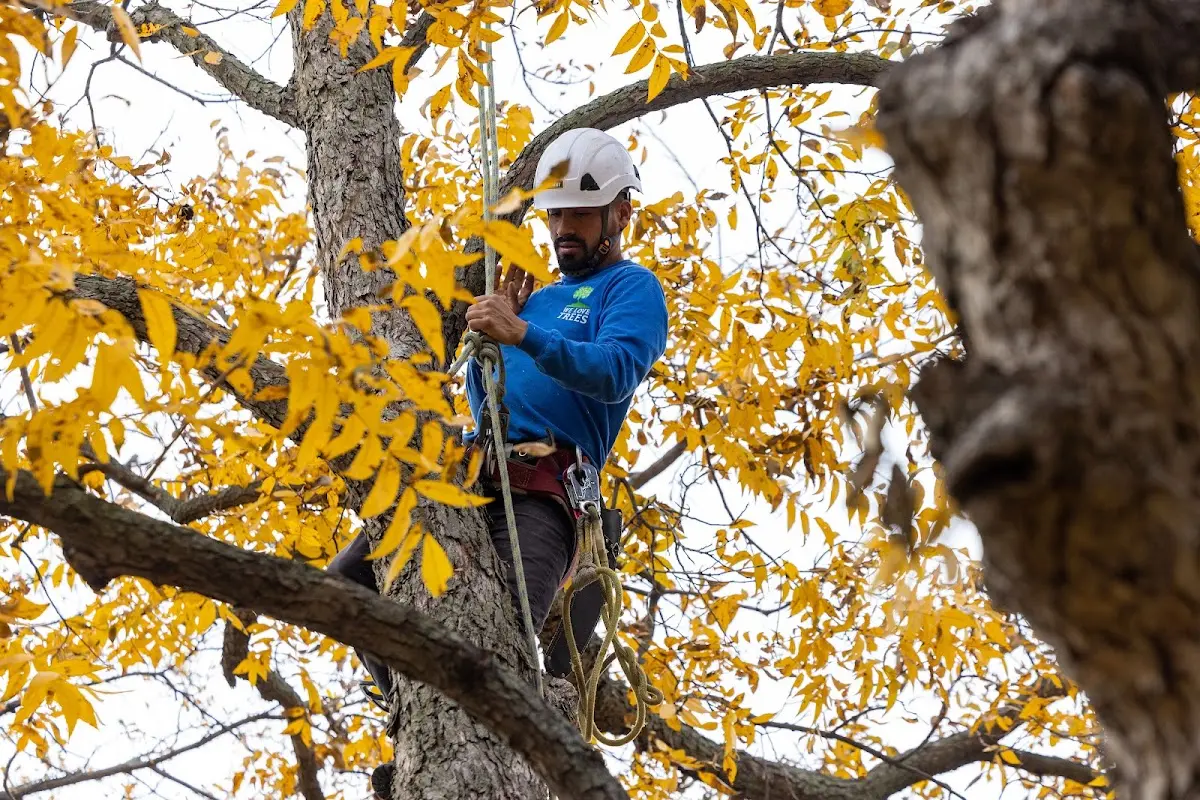 Skilled Tree Planting crew working in Simpsonville
